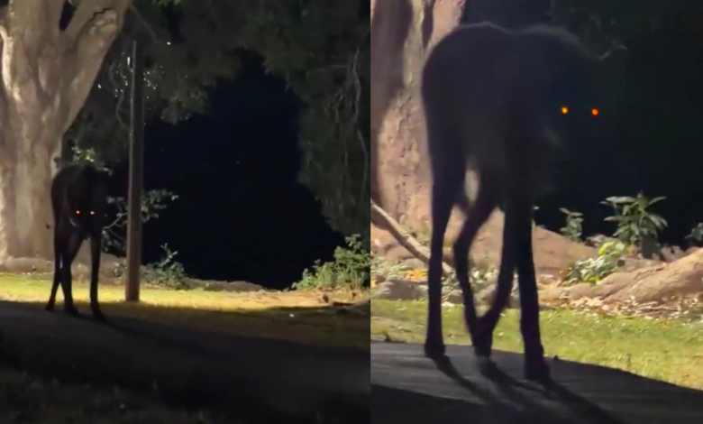 Misterioso “lobo gigante” sorprende en Brasil; esta es la verdad detrás del video