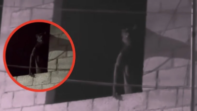 ¿Nahual u hombre lobo? Extraña figura causa miedo en redes y termina siendo una perrita
