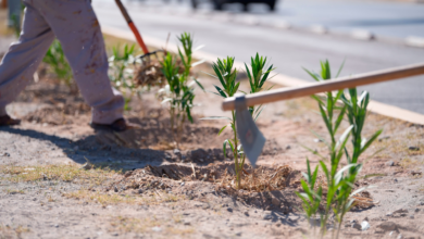 Reforestan bulevar Zaragoza con 225 nuevos árboles y plantas