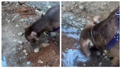 Perro empuja tierra durante la sepultura de su compañera África