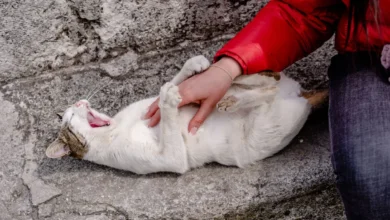 Gato doméstico espera sobre una cama junto a prendas de su persona de confianza