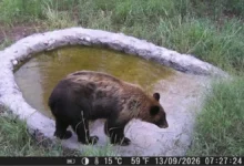 Oso negro bebe agua en un bebedero artificial de la Reserva de la Biósfera de Janos, Chihuahua