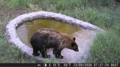 Oso negro bebe agua en un bebedero artificial de la Reserva de la Biósfera de Janos, Chihuahua