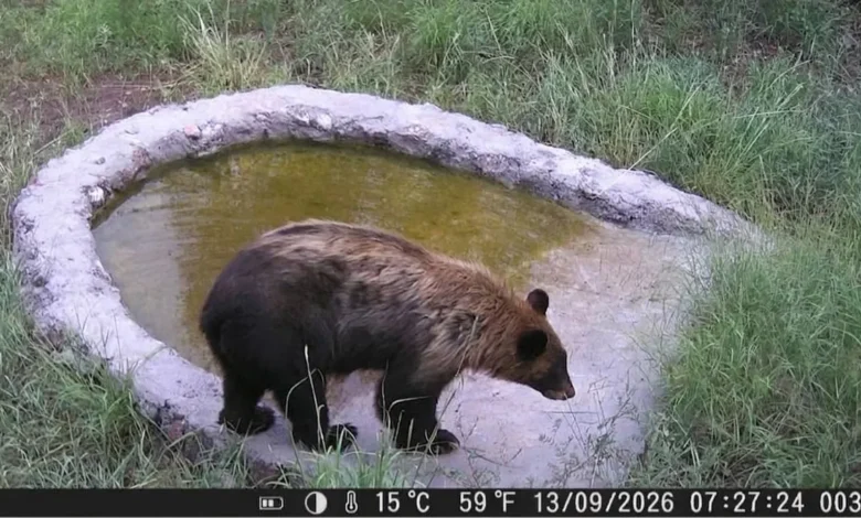 Oso negro bebe agua en un bebedero artificial de la Reserva de la Biósfera de Janos, Chihuahua