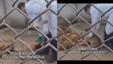Video de cuidador con cachorro de tigre genera controversia en China