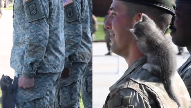 Gatito rompe la seriedad de militares durante formación y se vuelve viral