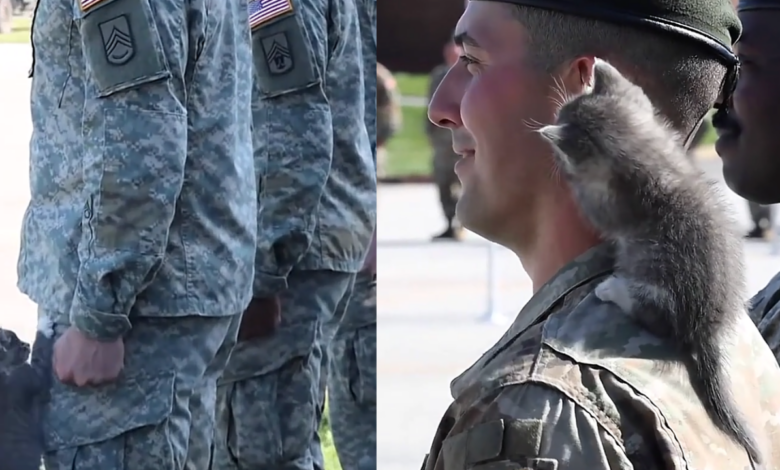 Gatito rompe la seriedad de militares durante formación y se vuelve viral