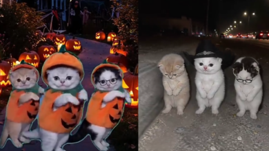 ¿De dónde salieron los gatitos que bailan ‘La Calabaza’? Este es el origen del viral de TikTok