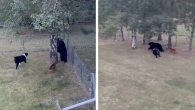 Oso negro entra a vivienda y sorprende a dos perros en Montana