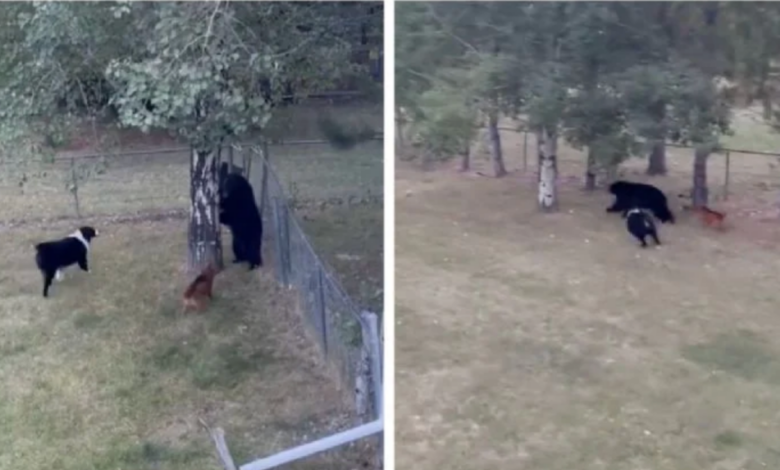 Oso negro entra a vivienda y sorprende a dos perros en Montana
