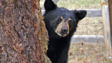 Oso negro sorprende al recorrer calles de un fraccionamiento en Monterrey