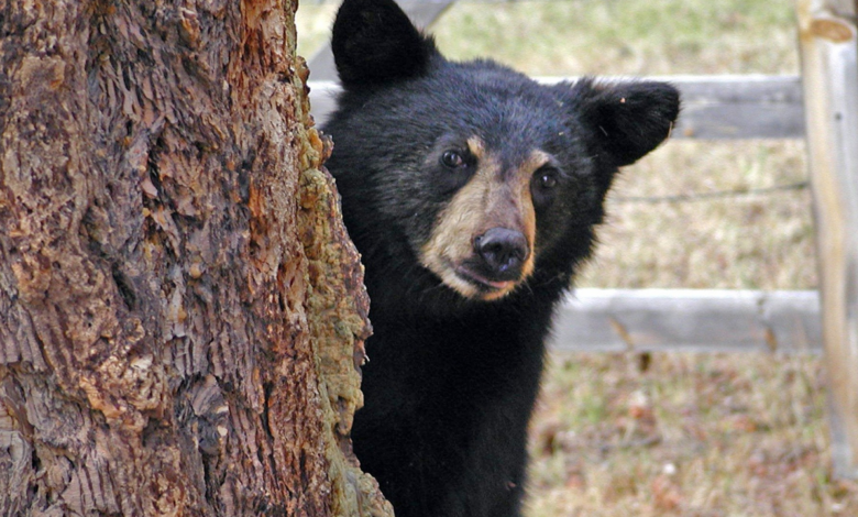 Oso negro sorprende al recorrer calles de un fraccionamiento en Monterrey