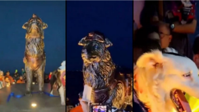 Maracaibo rinde homenaje a Tsunami, perro rescatista que ha localizado a 26 personas con vida