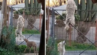Perro sorprende al trepar una reja para salir de casa y reunirse con otro can
