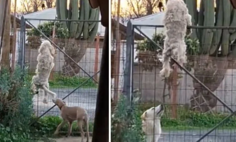 Perro sorprende al trepar una reja para salir de casa y reunirse con otro can