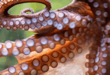 Pulpo se aferra al rostro de pescador y el momento se vuelve viral