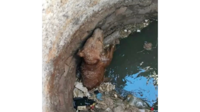 Trabajadores de Limpia rescatan a perro atrapado en alcantarilla en Parajes de San Isidro