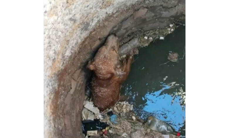 Trabajadores de Limpia rescatan a perro atrapado en alcantarilla en Parajes de San Isidro