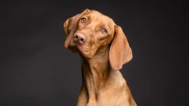 Perro inclina la cabeza mientras escucha hablar a una persona