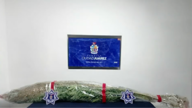 Aseguran plantío clandestino de mari.hua.na en vivienda de Ciudad Juárez