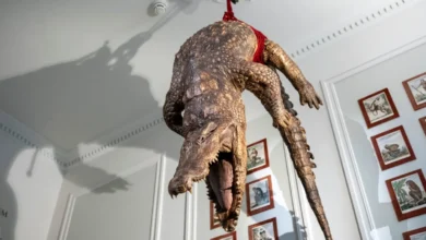 Cocodrilo disecado exhibido dentro del museo Art Zoo de Ámsterdam