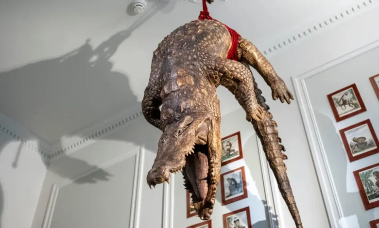 Cocodrilo disecado exhibido dentro del museo Art Zoo de Ámsterdam