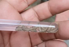 Ganado en Chihuahua bajo vigilancia sanitaria por casos de gusano barrenador