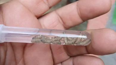 Ganado en Chihuahua bajo vigilancia sanitaria por casos de gusano barrenador