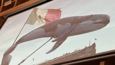 Documental ¿Ballenas o Gas? sobre proyectos de gas natural licuado en el noroeste de México
