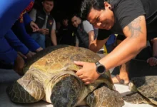 Tortuga marina verde liberada en una playa de Bali tras ser rescatada del tráfico ilegal