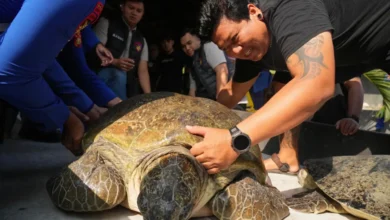 Tortuga marina verde liberada en una playa de Bali tras ser rescatada del tráfico ilegal