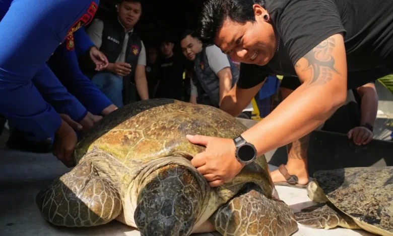 Tortuga marina verde liberada en una playa de Bali tras ser rescatada del tráfico ilegal