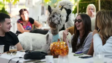 Alpacas conviven con visitantes en una cafetería de Serbia