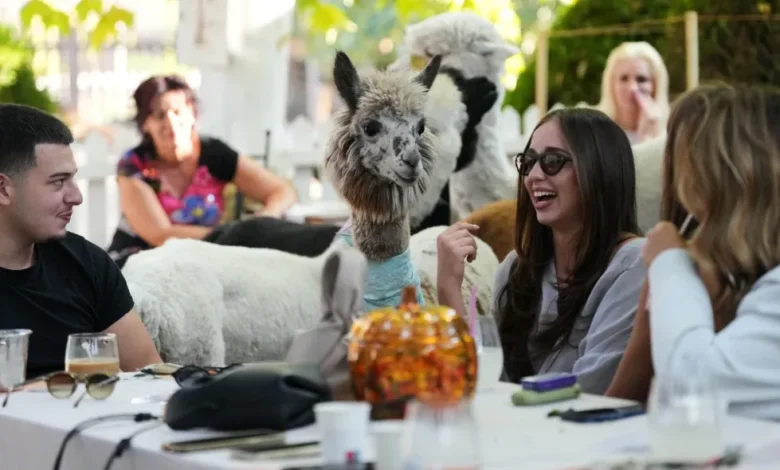 Alpacas conviven con visitantes en una cafetería de Serbia