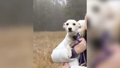 Luna, perrita rescatada después de permanecer más de un mes extraviada en Yellowstone