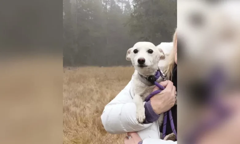 Luna, perrita rescatada después de permanecer más de un mes extraviada en Yellowstone