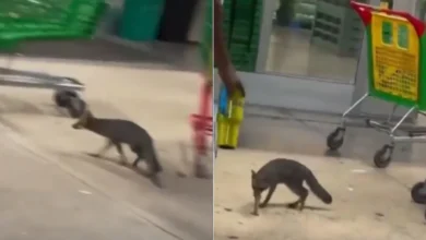 Zorra gris como la detectada con rabia en Cancún, Quintana Roo
