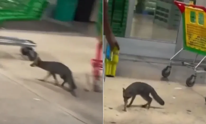 Zorra gris como la detectada con rabia en Cancún, Quintana Roo