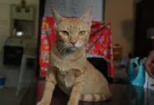 Gato rescatado durante una investigación contra una red de robo y venta de felinos en Vietnam