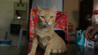 Gato rescatado durante una investigación contra una red de robo y venta de felinos en Vietnam