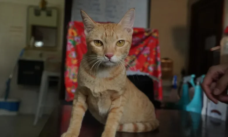 Gato rescatado durante una investigación contra una red de robo y venta de felinos en Vietnam