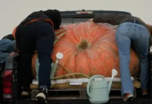 Calabaza gigante cultivada por Ron Wallace en Rhode Island durante un concurso de pesaje