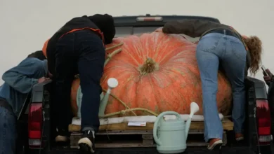 Calabaza gigante cultivada por Ron Wallace en Rhode Island durante un concurso de pesaje