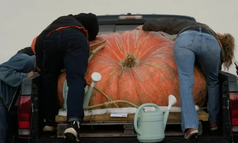 Calabaza gigante cultivada por Ron Wallace en Rhode Island durante un concurso de pesaje