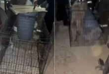 Bomberos intentan capturar a un mapache en la colonia 16 de Septiembre de Ciudad Juárez