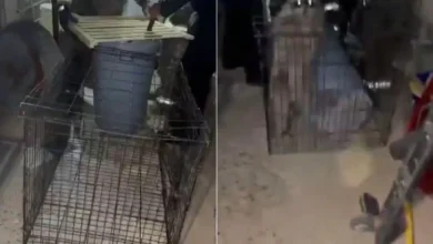 Bomberos intentan capturar a un mapache en la colonia 16 de Septiembre de Ciudad Juárez