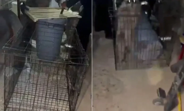 Bomberos intentan capturar a un mapache en la colonia 16 de Septiembre de Ciudad Juárez