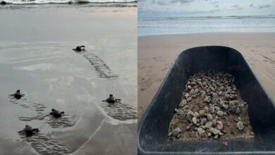 Crías de tortuga marina liberadas después de nacer de huevos decomisados en Nayarit