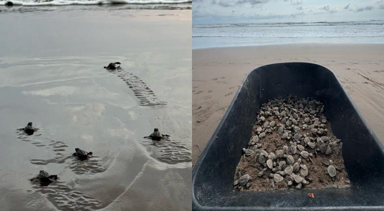 Crías de tortuga marina liberadas después de nacer de huevos decomisados en Nayarit