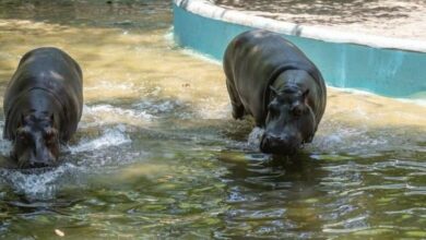 Moto Moto, hipopótamo macho de tres años del Zoológico de Culiacán